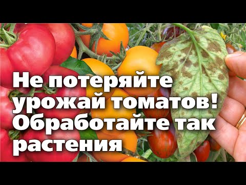 Видео: ОПАСНАЯ БОЛЕЗНЬ НА ПОМИДОРАХ. Меры борьбы против бурой пятнистости