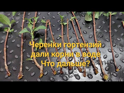 Видео: Вершки и корешки.🌸Гортензии в воде дали корни