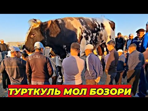 Видео: 18 августа 2024 г. ТУРТКУЛЬ МОЛ БОЗОР НАРХЛАРИ | 18 avgust 2024 y. TO'RTKO'L MOL BOZOR NARXLARI