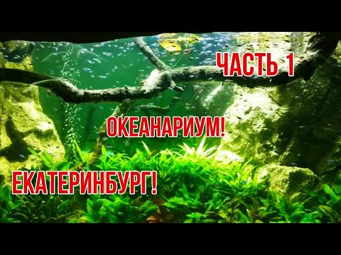 Видео: 26.01.19 г. Екатеринбург , Океанариум! 😊 Часть 1 !!!👍 Маленький обзорчик!👍