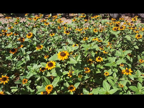 Видео: Выращивание Санвиталии: от посева до цветения. Яркие "цветы-солнышки" на Вашей клумбе