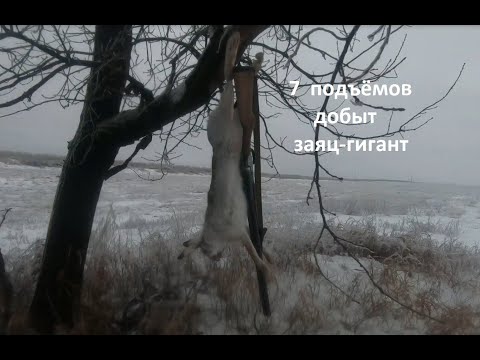 Видео: Охота на зайца 7 подъёмов, добыт заяц гигант