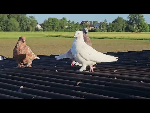 Видео: Андижанские голуби 28.05.2024. отвёз голубей подальше, гоняю молодёжь, хищник нападает.