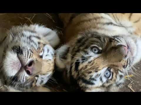 Видео: Тигренок зашипел на меня и тигрица ЗАКРЫЛА МАЛЫШЕЙ !