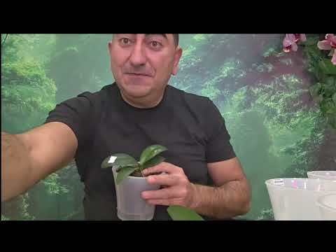 Видео: Осень, время пересадок!