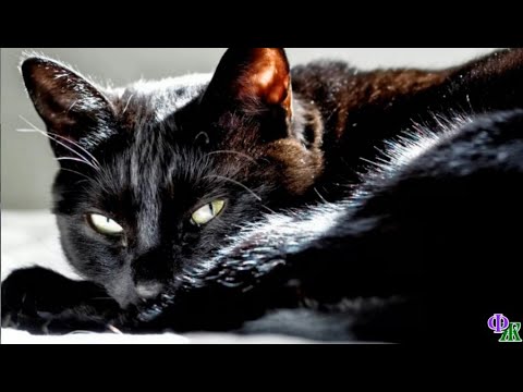 Видео: Сатана 20 «Ты тут, давай, побыстрее на лапы становись, а я побежал, у меня дела!»