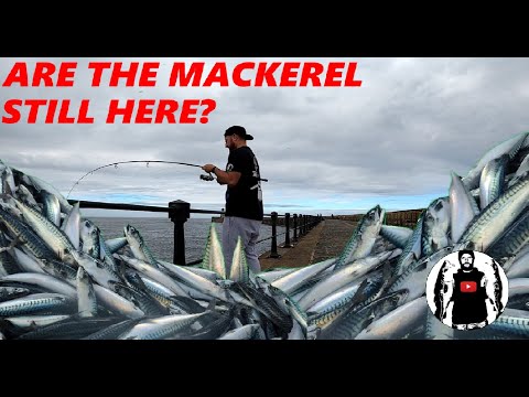 Видео: Ловля скумбрии на спиннинг на пирсе Саут-Шилдс в 2023 году