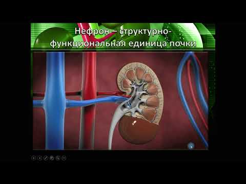 Видео: Функции почек, строение нефрона