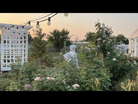 Видео: Мой сад сезон 2025, часть 1