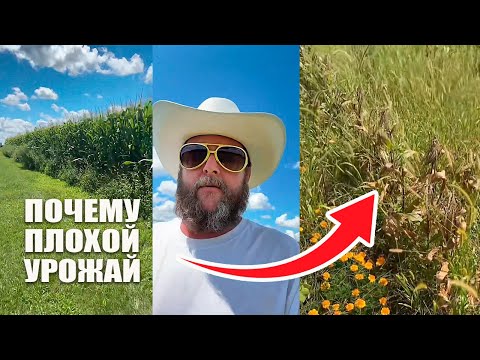 Видео: Вот почему у ВСЕХ сильно упала урожайность овощей