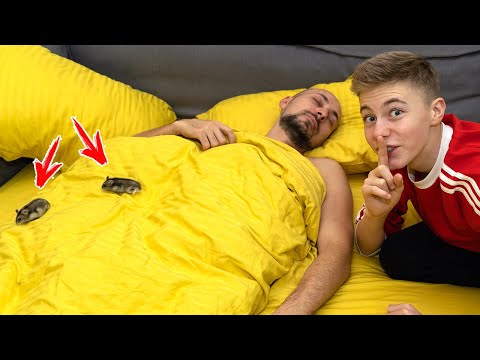 Видео: Реакция ПАПЫ на ХОМЯКОВ😂...Пополнение в нашей семье!!!