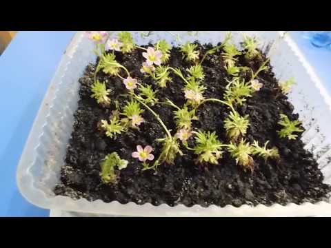 Видео: 🌱Милейшая Камнеломка ! Выращивание и размножение ! 🌱