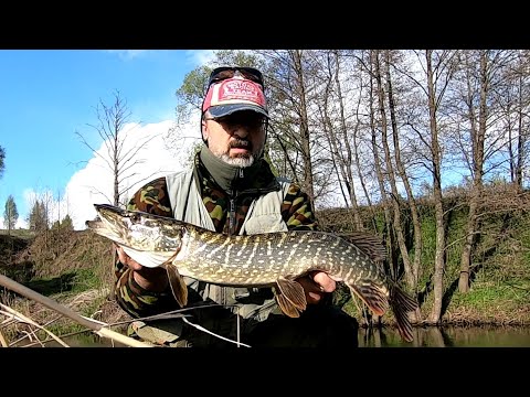 Видео: Голавль, окунь, щука на малой реке. Рыбалка под апрельским снегом