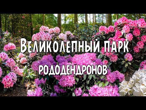 Видео: Великолепный парк рододендронов UHD 4K