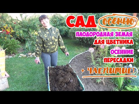 Видео: САД в СЕНТЯБРЕ. Готовлю ПЛОДОРОДНУЮ ПОЧВУ под цветник! Пересадка сирени, ивы, туи + ЧАЕПИТИЕ