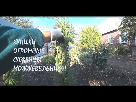 Видео: Посадка и пересадка МОЖЖЕВЕЛЬНИКОВ "Блю Эрроу" Реставрация СТАРОЙ ГРЯДКИ_18.10.2025