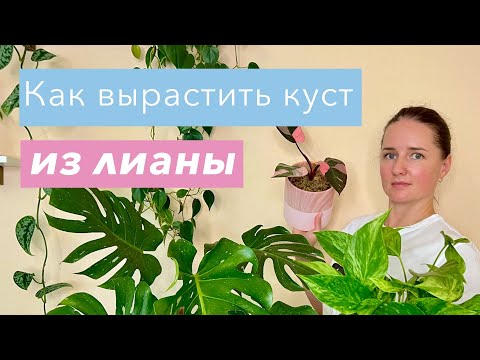 Видео: №100. Лианы в виде куста. Что делать, чтобы лиана не была слишком длинной? Держим компактный размер.