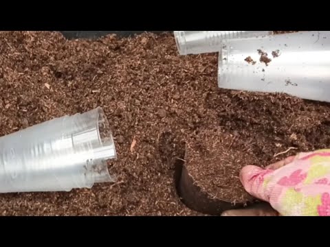 Видео: ГОТОВЛЮ ГРУНТ ДЛЯ ЧЕРЕНКОВ ХРИЗАНТЕМЫ. ОБРЕЗАЮ РОЗЫ.