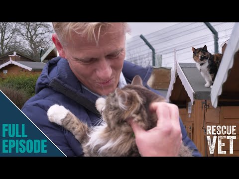 Видео: Милейший кошачий приют спасает пожилых кошек от усыпления | Ветеринарная помощь с доктором Скоттом