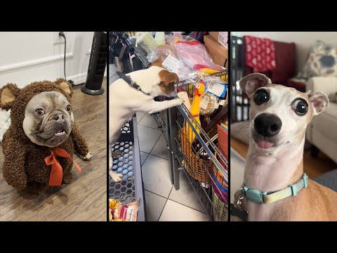 Видео: Cute and funny DOGS.🐶 And Some Just Interesting Moments.🐶Videos🔶 Сompilation # 20🔶