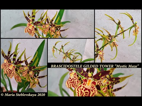 Видео: Орхидея-паук BRASCIDOSTELE GILDED TOWER "Mystic Maze"