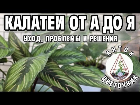 Видео: Калатеи не погибнут, если знать это: мой опыт и ошибки выращивания
