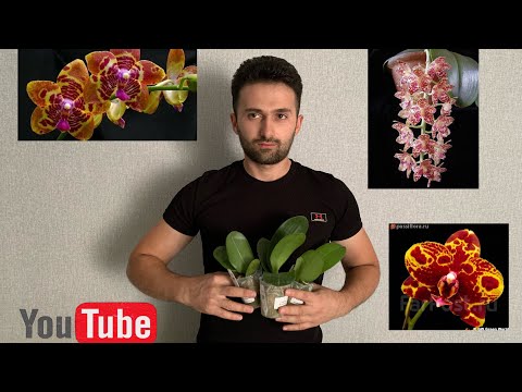 Видео: Посылка с орхидеями от Amazing orchids ￼￼