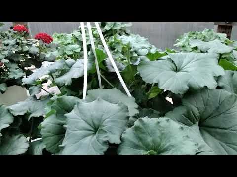 Видео: #266.Познаём мир пеларгоний! О тенденциях в селекции,новинках,о ценах открыто!