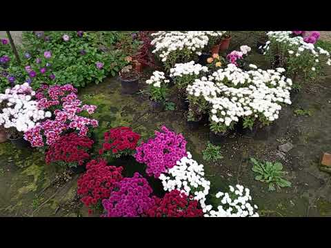 Видео: Обзор. Делюсь планами с вами 🐝