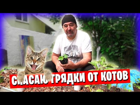 Видео: Мой новый проект - огород!) / Высаживаю огурцы и помидоры / Проблемы с котами