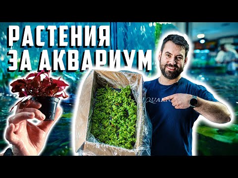 Видео: РАСТЕНИЯТА В НАШИТЕ МАГАЗИНИ
