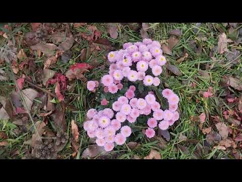 Видео: Обзор сада 4 ноября 2025 года. 