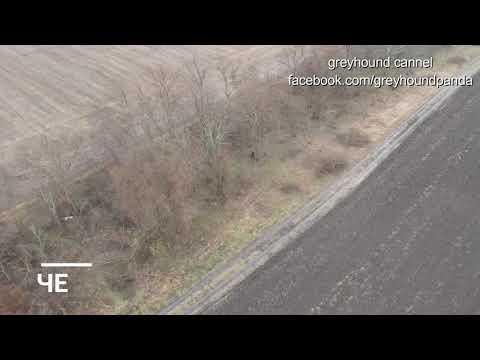 Видео: ОХОТА С ГРЕЙХАУНДАМИ/ПИТОМНИК PANDA POWER/ДЕКАБРЬ 2021 Сьемка с дрона