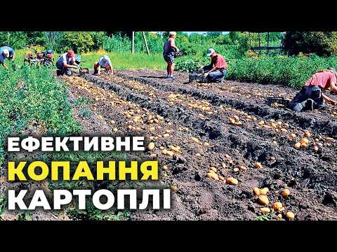 Видео: КОПАЕМ КАРТОФЕЛЬ МОТОБЛОКОМ ЭФФЕКТИВНО! Самодельное оборудование от деда Ивана