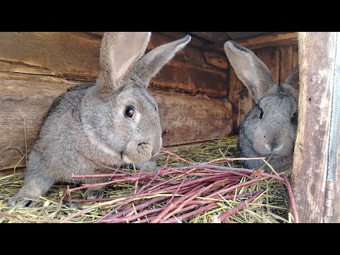 Видео: Случка кроликов весной! Ветки голубики для кроликов!