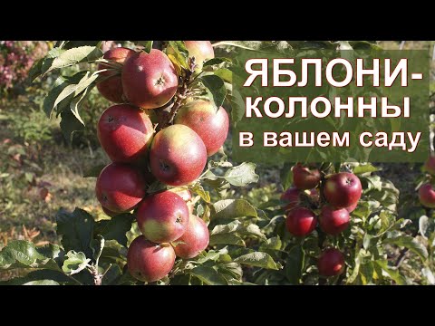 Видео: Яблони-колонны в вашем саду / колонновидные яблони