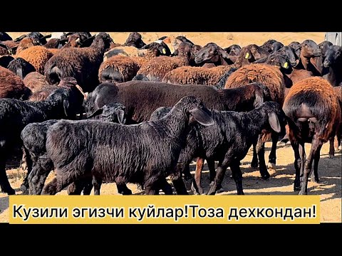 Видео: Кузили эгизчи куйлар! Шошилинг! 978539798☎️ 944659797☎️