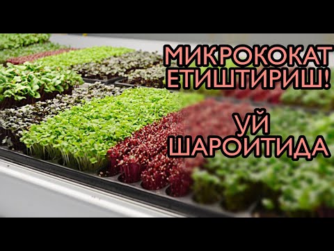 Видео: УЙ ШАРОИТИДА МИКРОКОКАТ ЕТИШТИРИШ СИРЛАРИ! 2020 йил