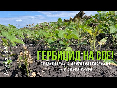 Видео: Гербицидная обработка сои - противозлак+против двудольных в одной смеси.