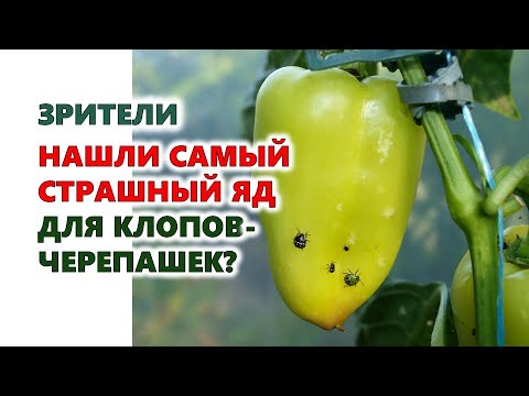 Видео: Наши зрители нашли самый страшный яд для клопов черепашек