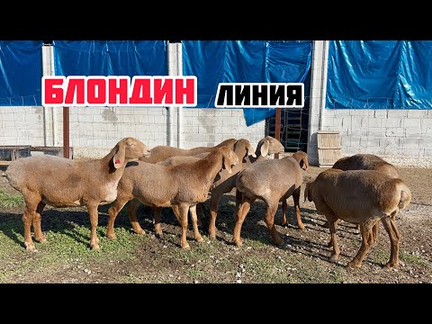 Видео: 100 баш КОЙ-ТОКТУлар сатылат🖐🏻 Блондин линия