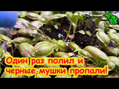 Видео: 1 РАЗ ПОЛИЛ И МОШКИ В ЦВЕТАХ И РАССАДЕ ИСЧЕЗЛИ. МОМЕНТАЛЬНОЕ СРЕДСТВО ОТ МОШЕК В ЦВЕТАХ И РАССАДЕ.
