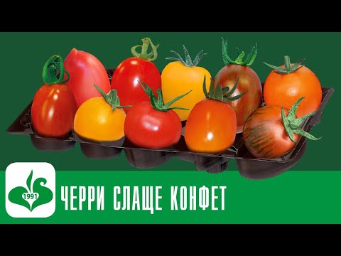 Видео: ЛУЧШИЕ ТОМАТЫ ЧЕРРИ от СЕМКО!