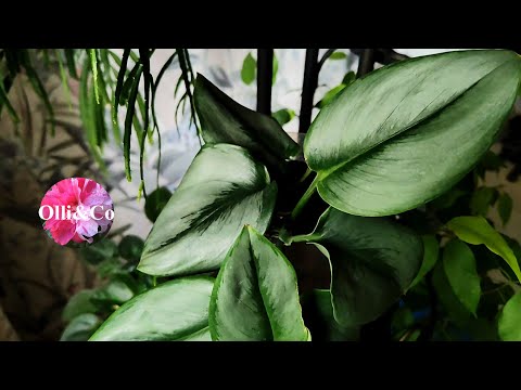 Видео: Комнатные растения 🍂 Хойи, Церопегии, Суккуленты и другие цветы #цветы #комнатныерастения