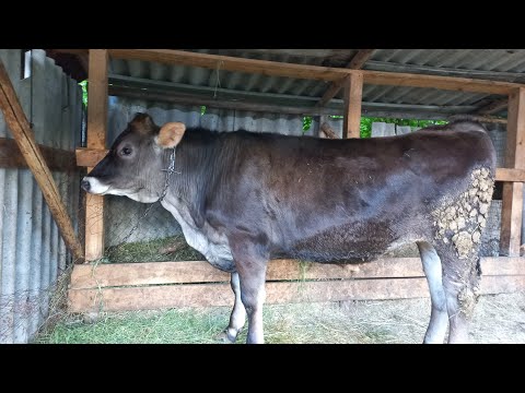 Видео: Кастрований бичок в рік. Вага? Міфи та реальність? Варто чи ні?