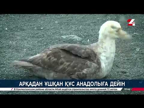Видео: Арқадан ұшқан құс Африкаға жетті