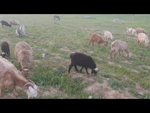 Видео: Дашти эшон