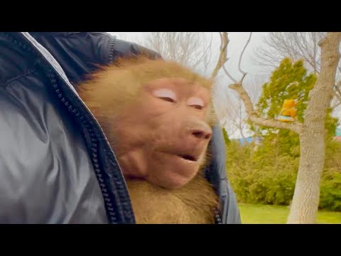 Видео: Я приехала из Москвы и счастливая Люська бегом бежит домой, а я отвлекаю Джоника!