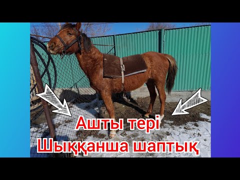 Видео: Жүрісті жылқы.Ағылшын тұқымдас тай.Тай үйрету
