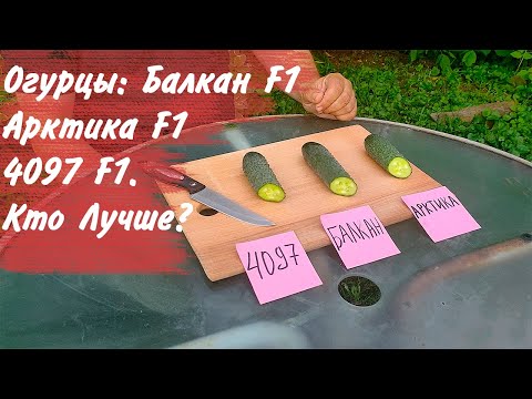 Видео: Огурец Балкан, Арктика, 4097 - сравнение растений и вкусовых качеств!